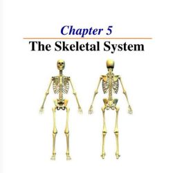 Chapter 5 the skeletal system answer key