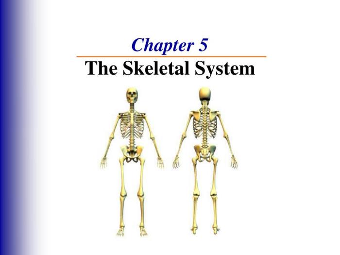 Chapter 5 the skeletal system answer key