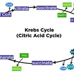 Cycle citric krebs respiration cellular reactions molecular tca enzymes biochemistry tricarboxylic label khanacademy