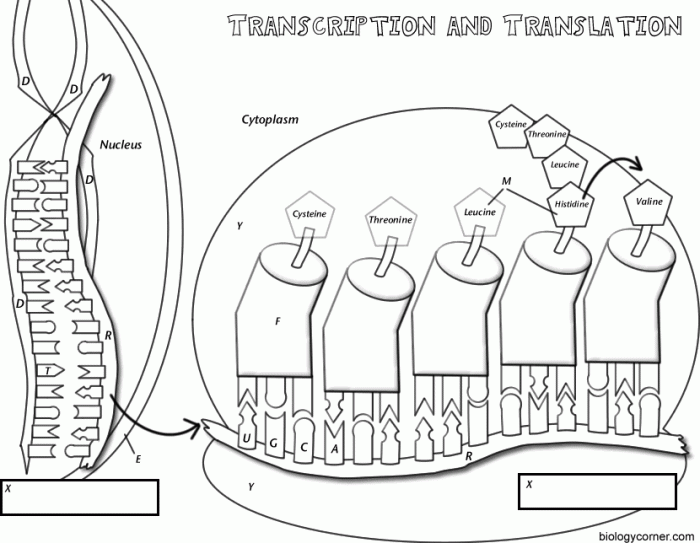 Transcription and translation coloring answer key