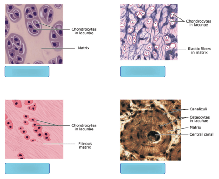 Tissue epithelial microscope magnification 69cm anatomy physiology basic