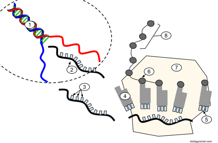 Transcription and translation coloring answer key